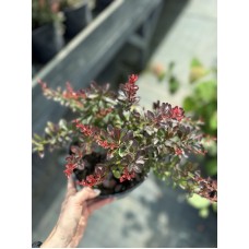 Барбарис Тунберга Атропурпуреа Нана С3